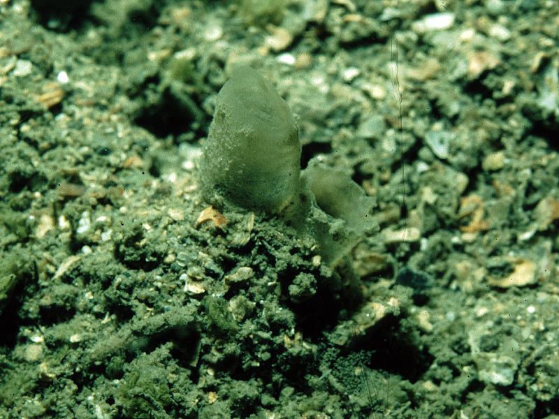 Molgula occulta